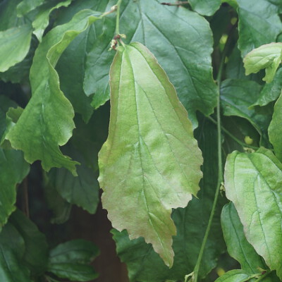 Parrotia persica 'Pendula'